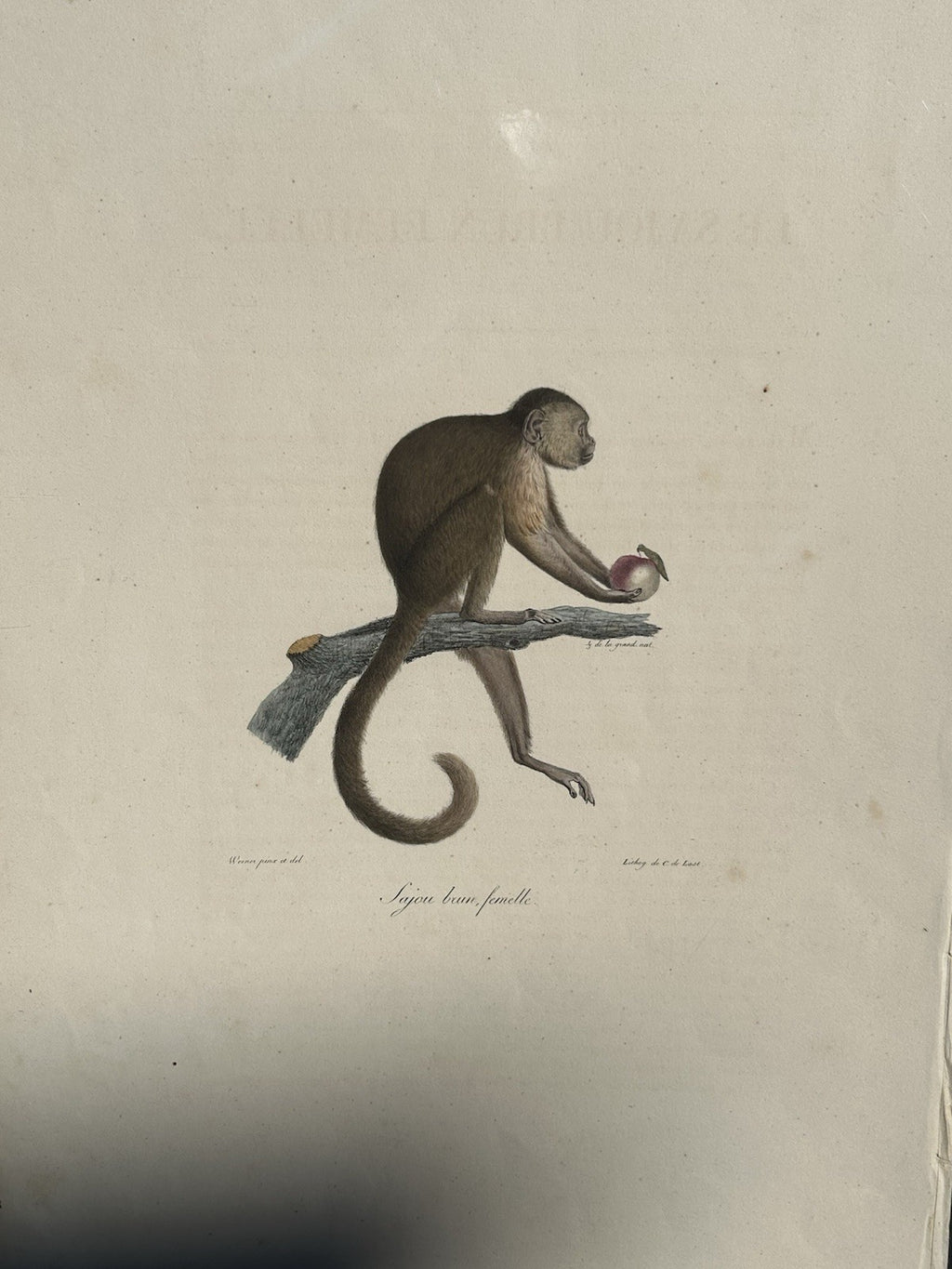 Antique Etienne Geoffroy Saint Hilaire French Naturalist Print of Monkey