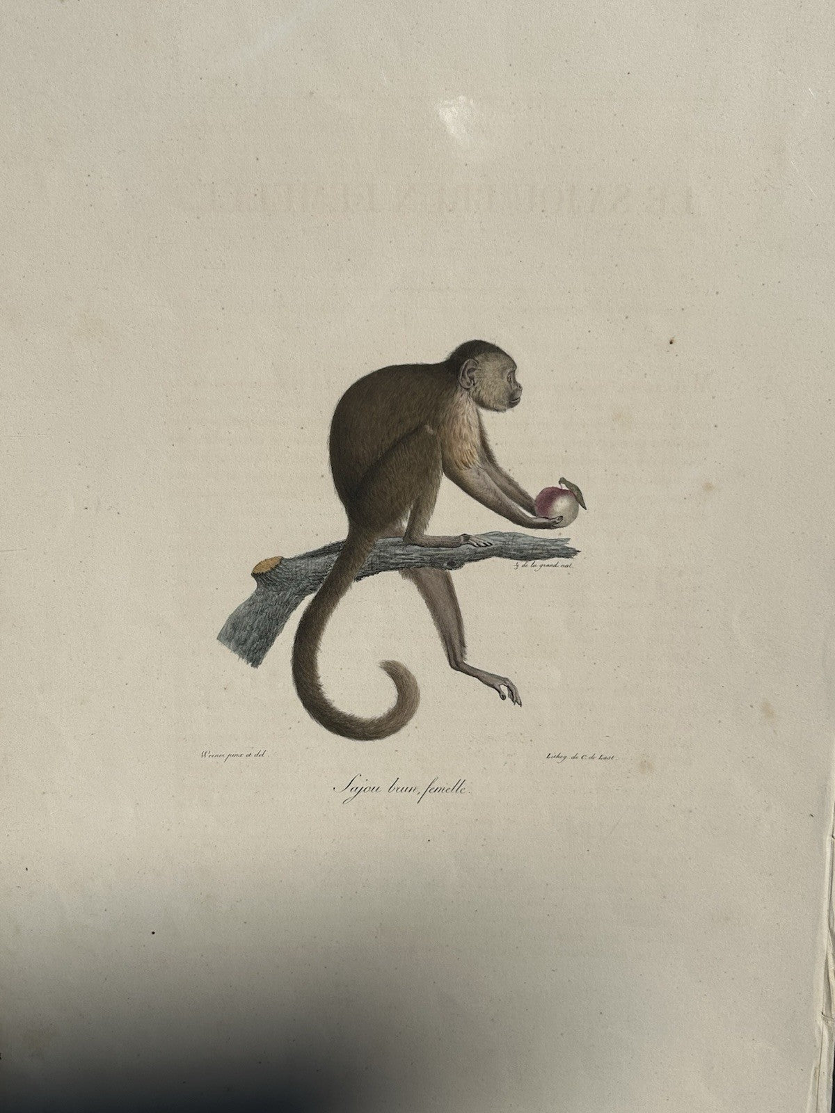 Antique Etienne Geoffroy Saint Hilaire French Naturalist Print of Monkey