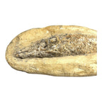 Prehistoric Lower Cretaceous Period Rhacolepis Fossil