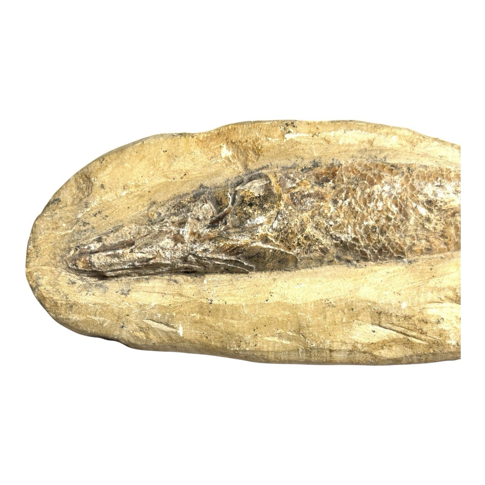 Prehistoric Lower Cretaceous Period Rhacolepis Fossil