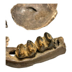 Prehistoric Pleistocene Age Fossilized Tapir Teeth and Mandible Jaw Pieces