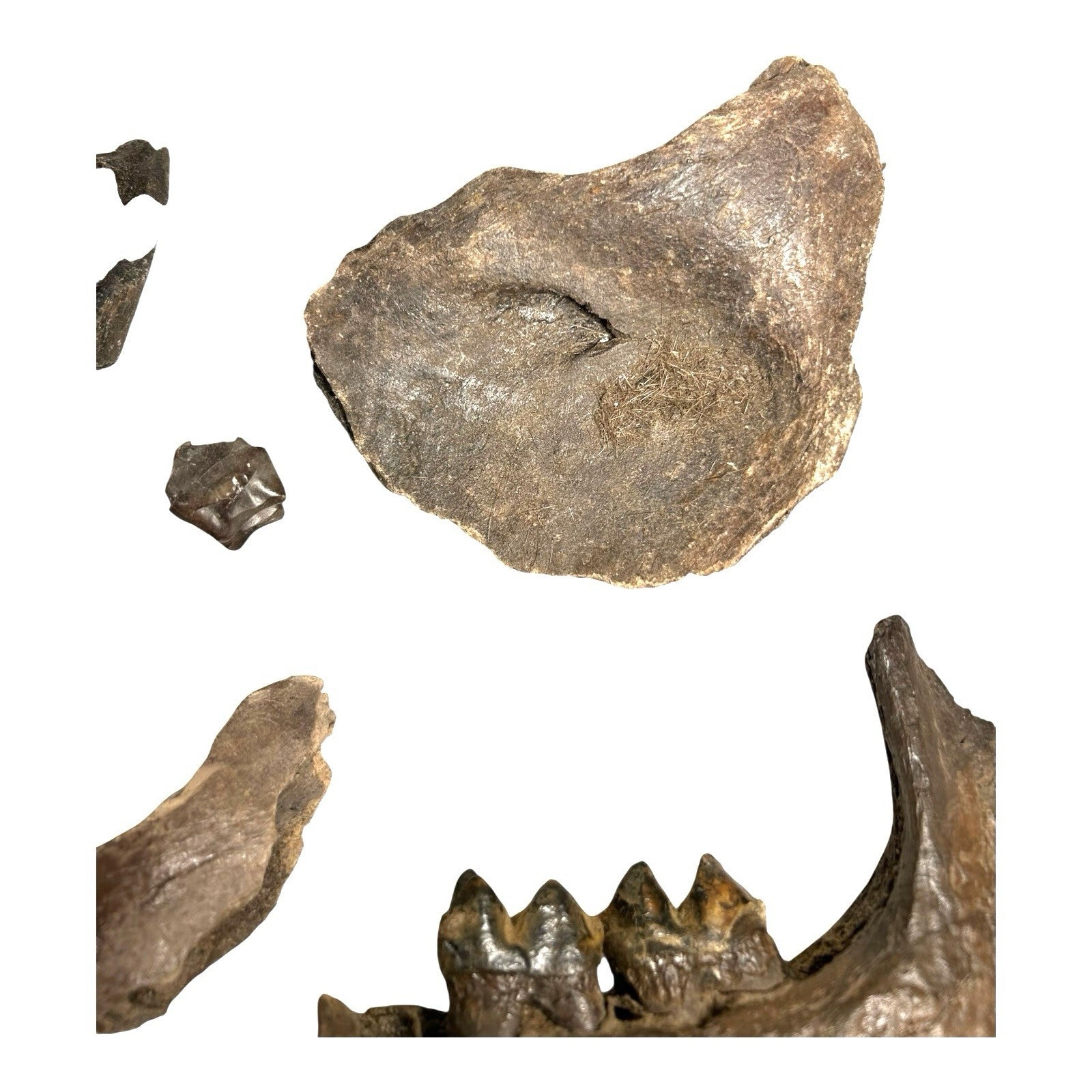 Prehistoric Pleistocene Age Fossilized Tapir Teeth and Mandible Jaw Pieces