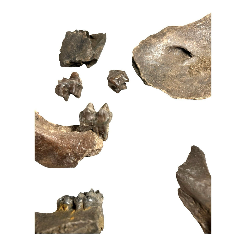 Prehistoric Pleistocene Age Fossilized Tapir Teeth and Mandible Jaw Pieces