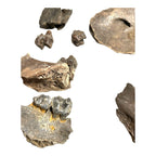 Prehistoric Pleistocene Age Fossilized Tapir Teeth and Mandible Jaw Pieces