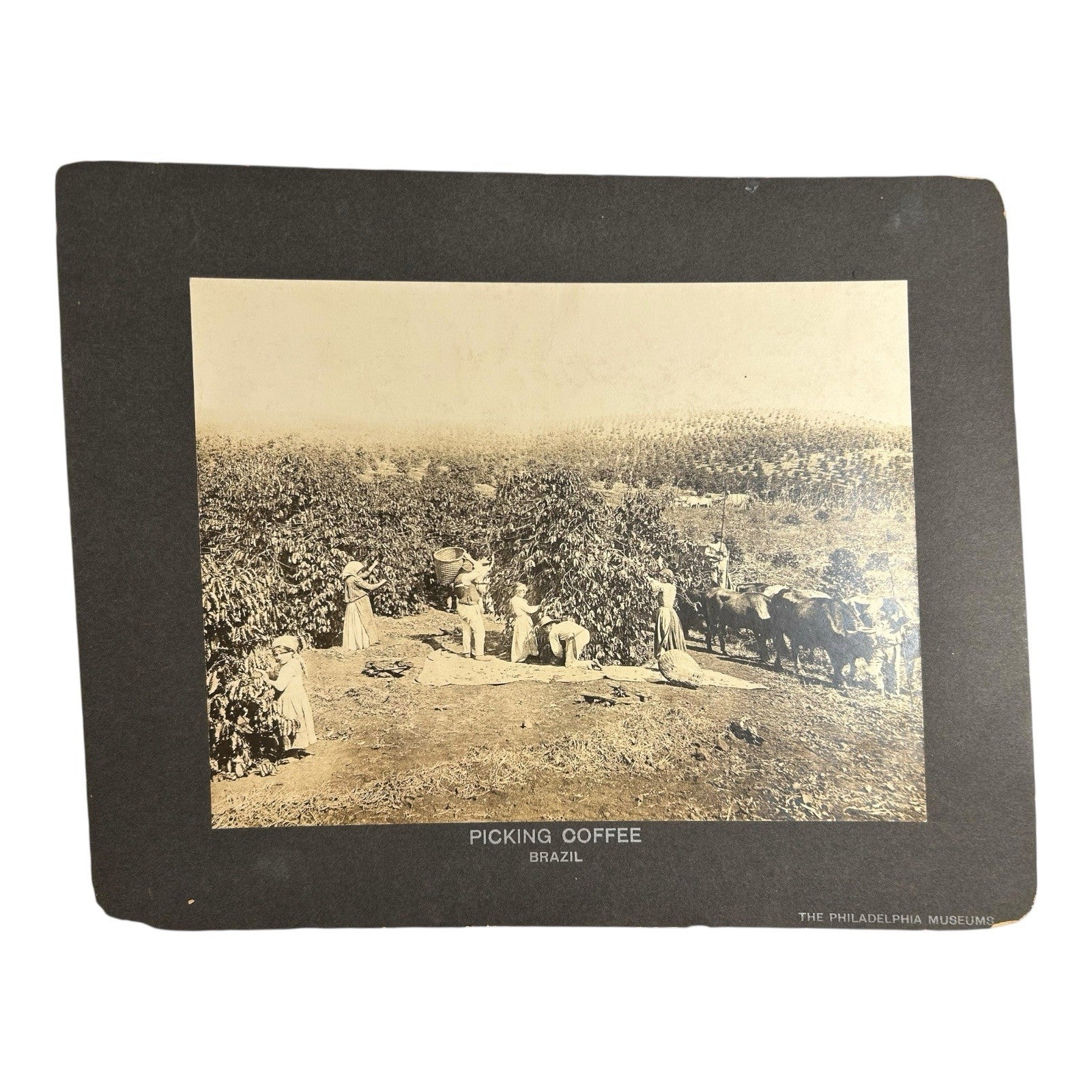 Antique Large Cabinet Card Early Photograph Coffee In Brazil Owned by Mike Wolfe