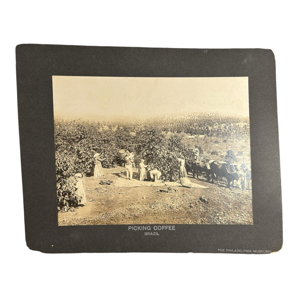 Antique Large Cabinet Card Early Photograph Coffee In Brazil Owned by Mike Wolfe