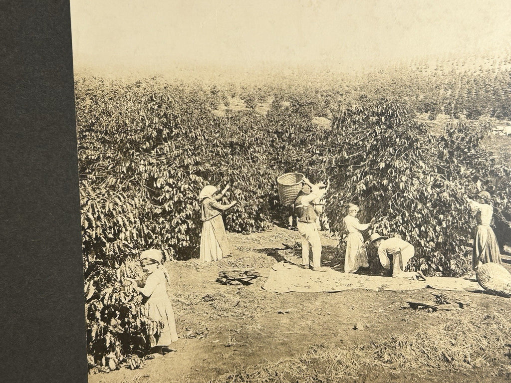 Antique Large Cabinet Card Early Photograph Coffee In Brazil Owned by Mike Wolfe