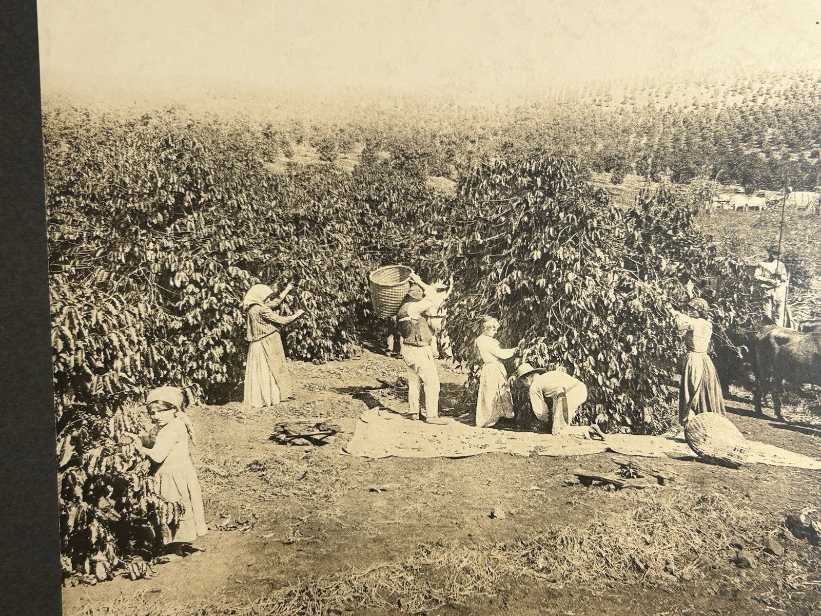 Antique Large Cabinet Card Early Photograph Coffee In Brazil Owned by Mike Wolfe
