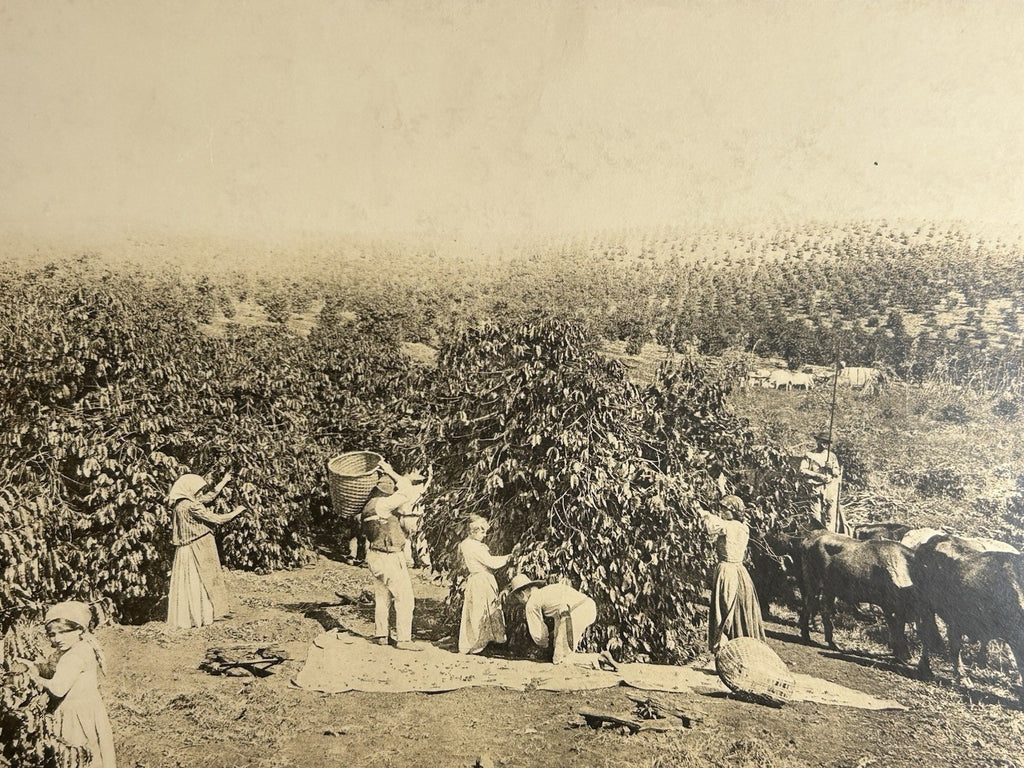 Antique Large Cabinet Card Early Photograph Coffee In Brazil Owned by Mike Wolfe