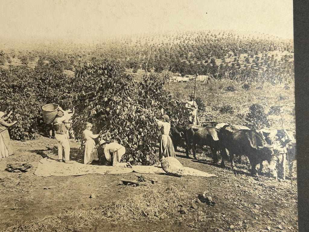 Antique Large Cabinet Card Early Photograph Coffee In Brazil Owned by Mike Wolfe