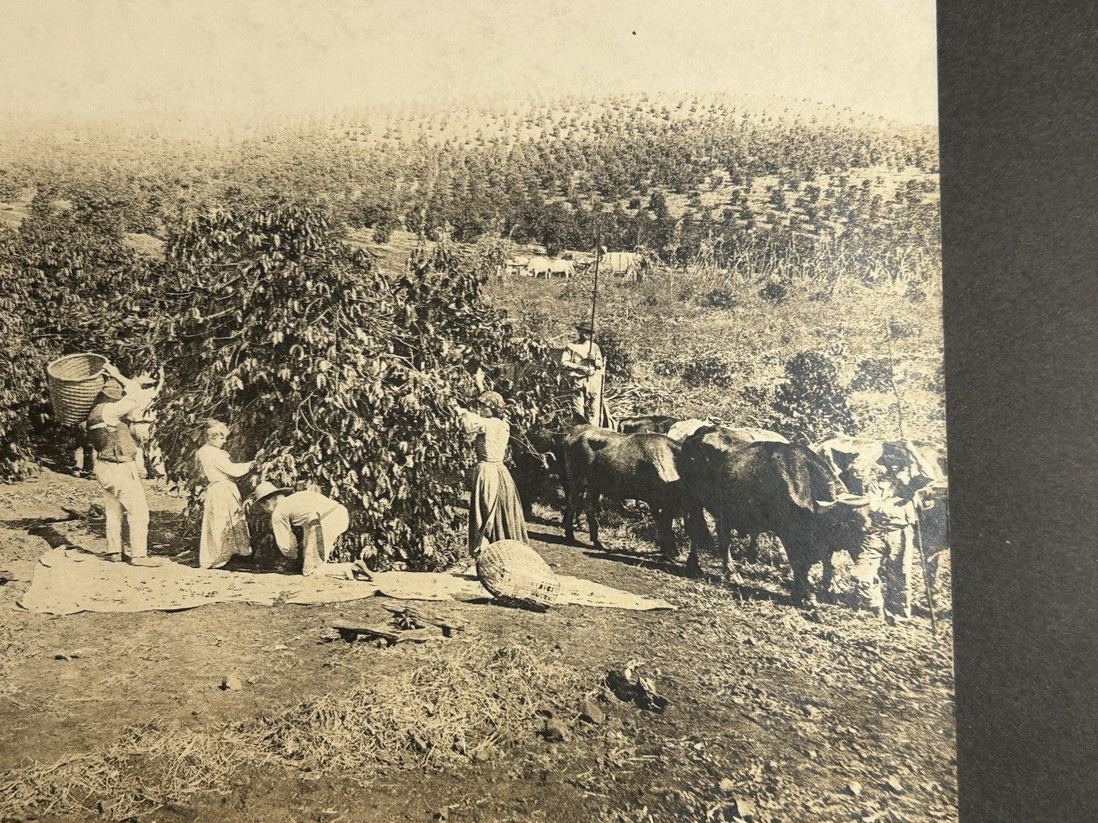 Antique Large Cabinet Card Early Photograph Coffee In Brazil Owned by Mike Wolfe
