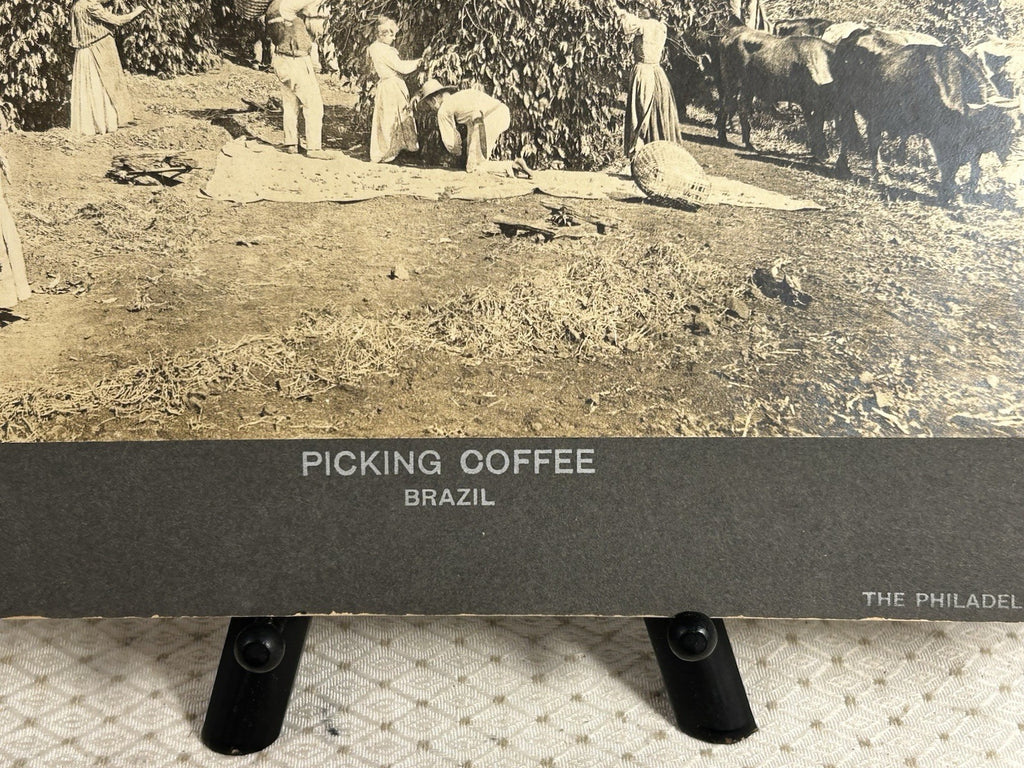 Antique Large Cabinet Card Early Photograph Coffee In Brazil Owned by Mike Wolfe
