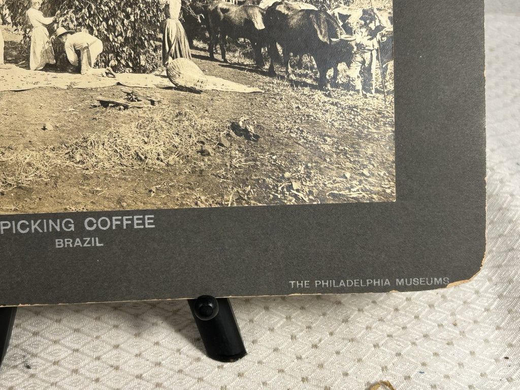 Antique Large Cabinet Card Early Photograph Coffee In Brazil Owned by Mike Wolfe