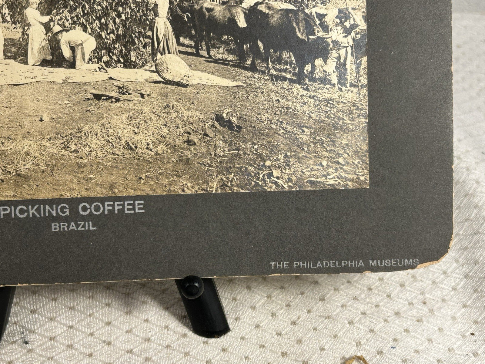 Antique Large Cabinet Card Early Photograph Coffee In Brazil Owned by Mike Wolfe