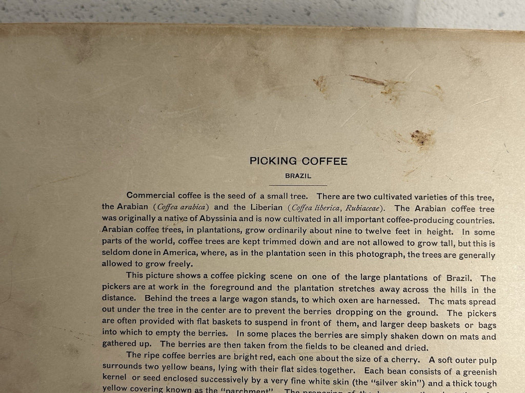 Antique Large Cabinet Card Early Photograph Coffee In Brazil Owned by Mike Wolfe