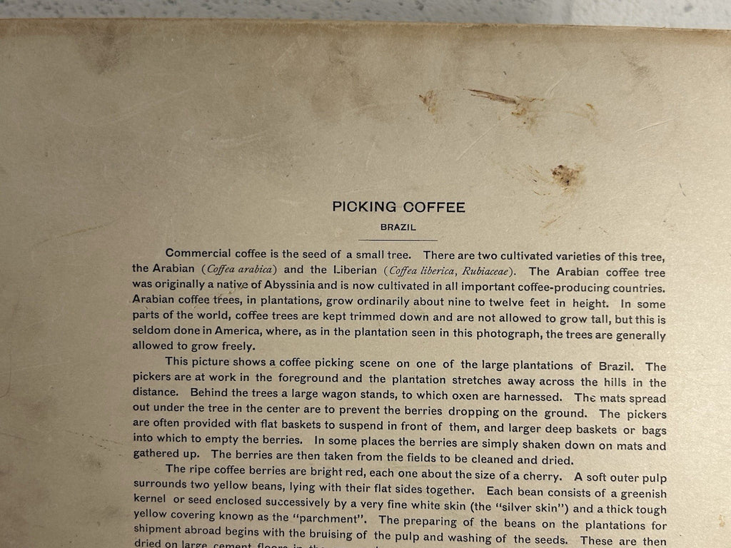 Antique Large Cabinet Card Early Photograph Coffee In Brazil Owned by Mike Wolfe