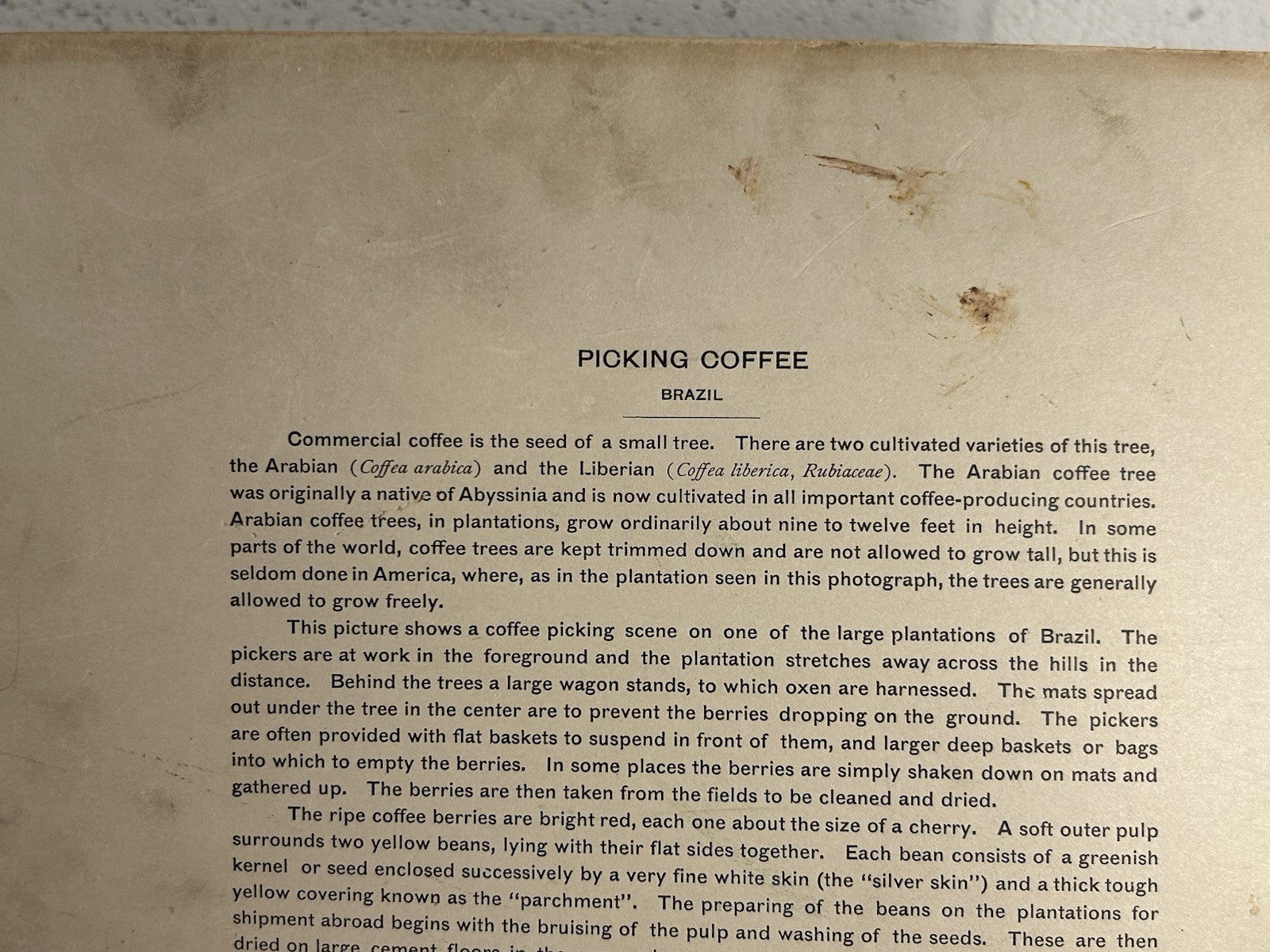 Antique Large Cabinet Card Early Photograph Coffee In Brazil Owned by Mike Wolfe
