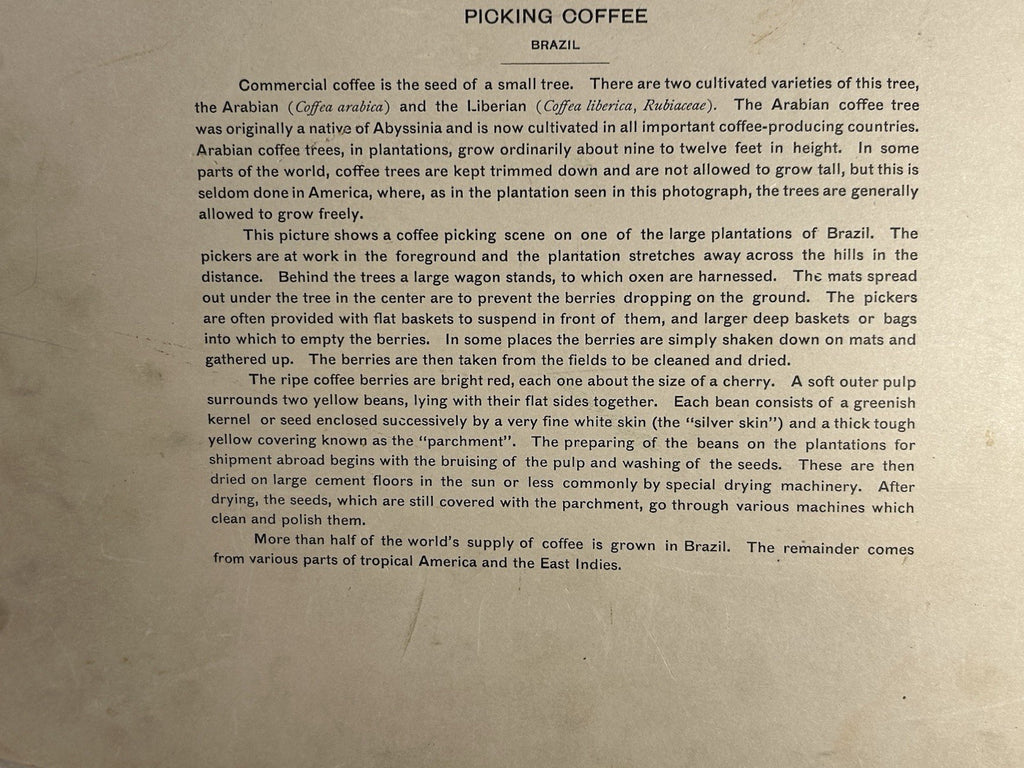 Antique Large Cabinet Card Early Photograph Coffee In Brazil Owned by Mike Wolfe