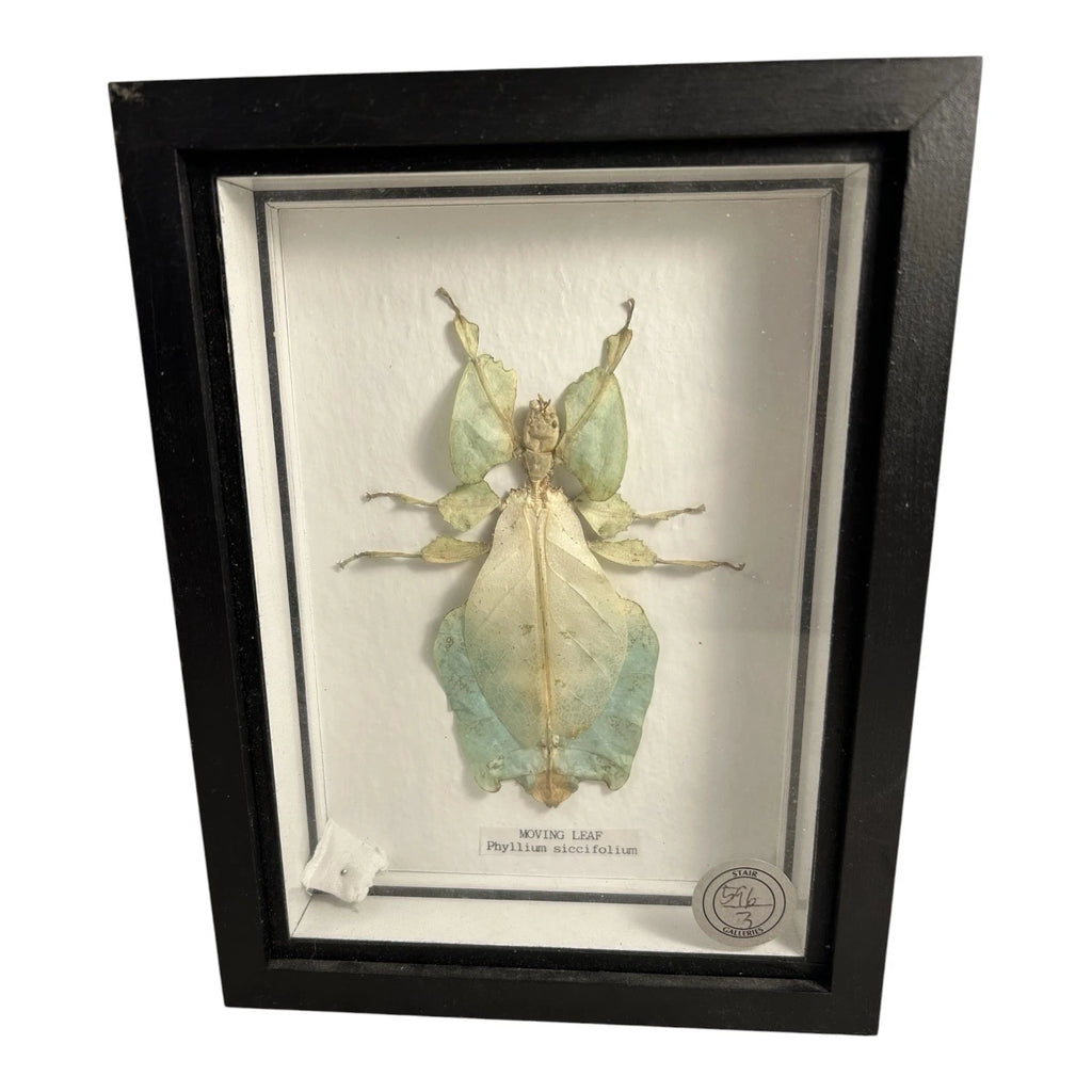 Vintage Mounted & Framed Moving Leaf Insect Phyllium Siccifolium Stair Galleries