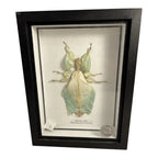 Vintage Mounted & Framed Moving Leaf Insect Phyllium Siccifolium Stair Galleries