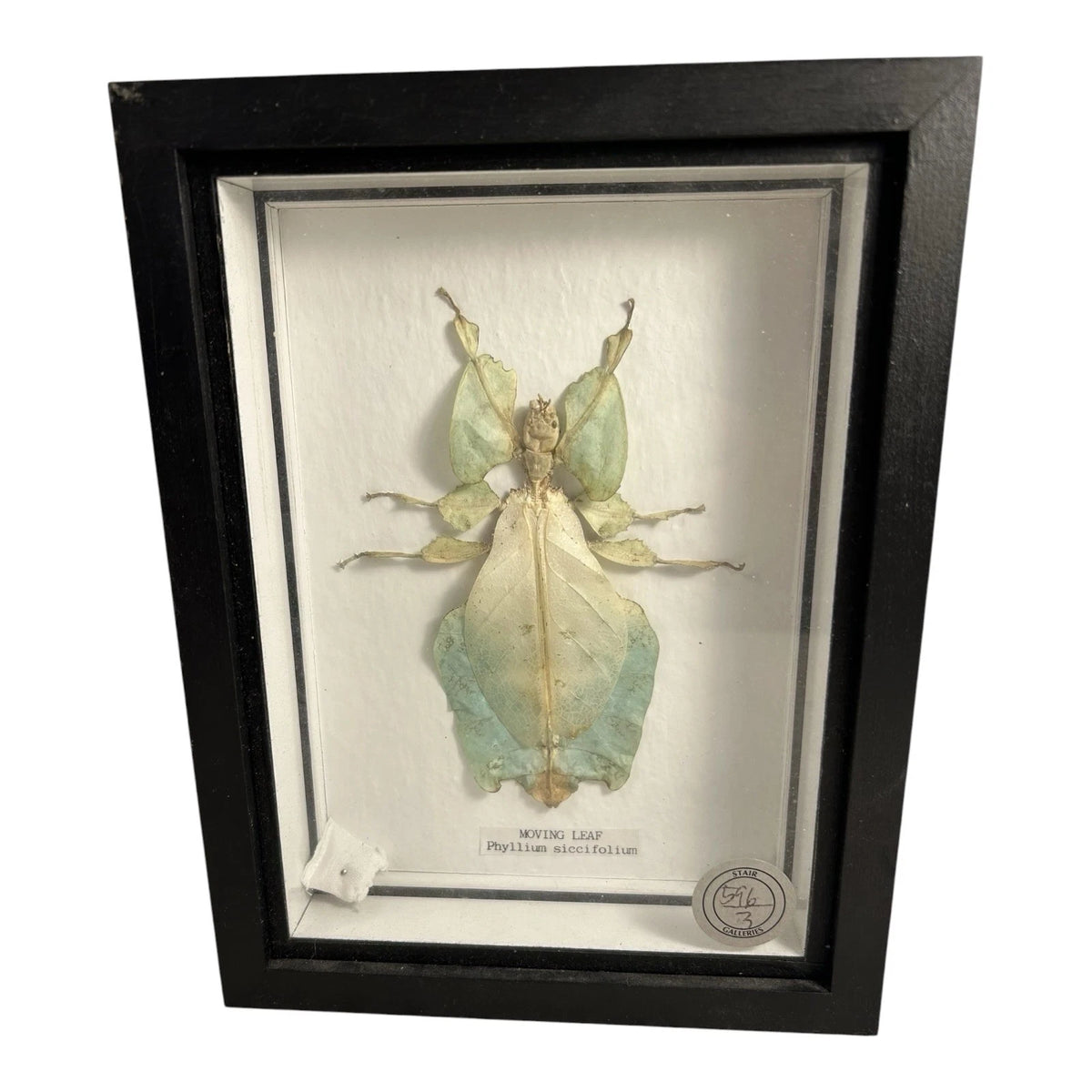Vintage Mounted & Framed Moving Leaf Insect Phyllium Siccifolium Stair Galleries