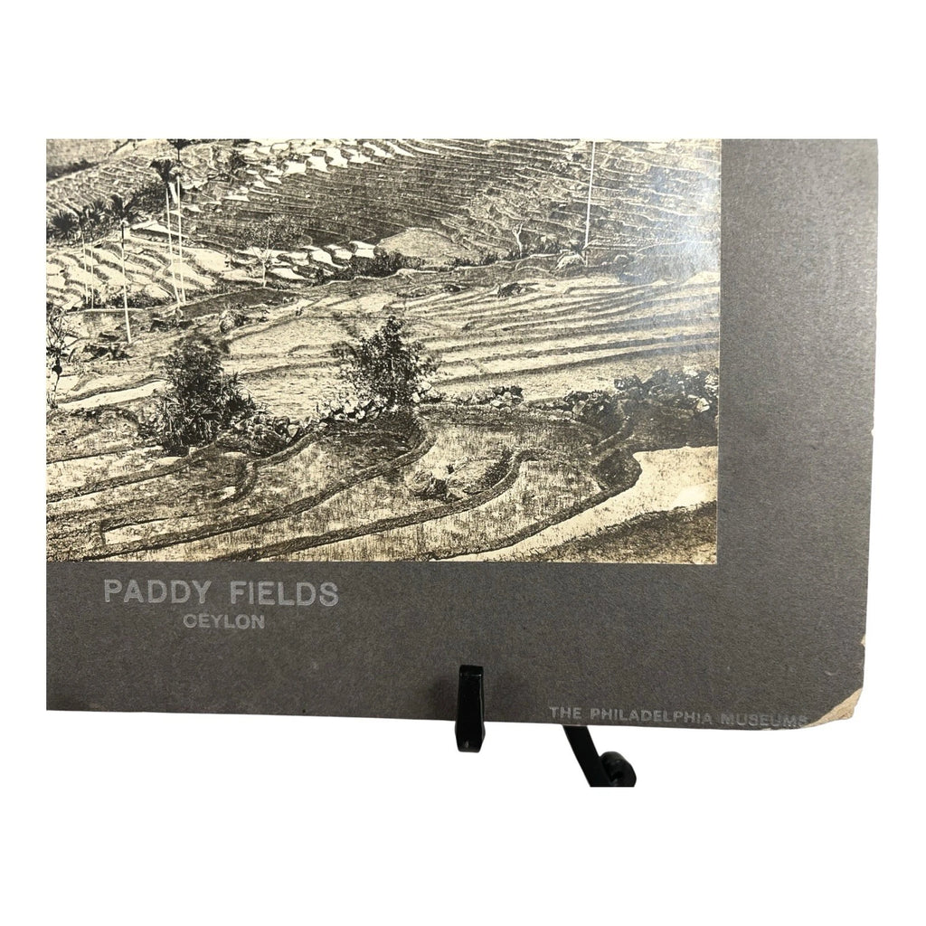 Antique Large Cabinet Card Early Photograph Paddy Fields Ceylon Owned Mike Wolfe