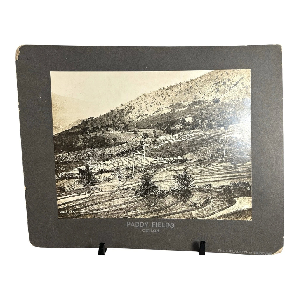 Antique Large Cabinet Card Early Photograph Paddy Fields Ceylon Owned Mike Wolfe
