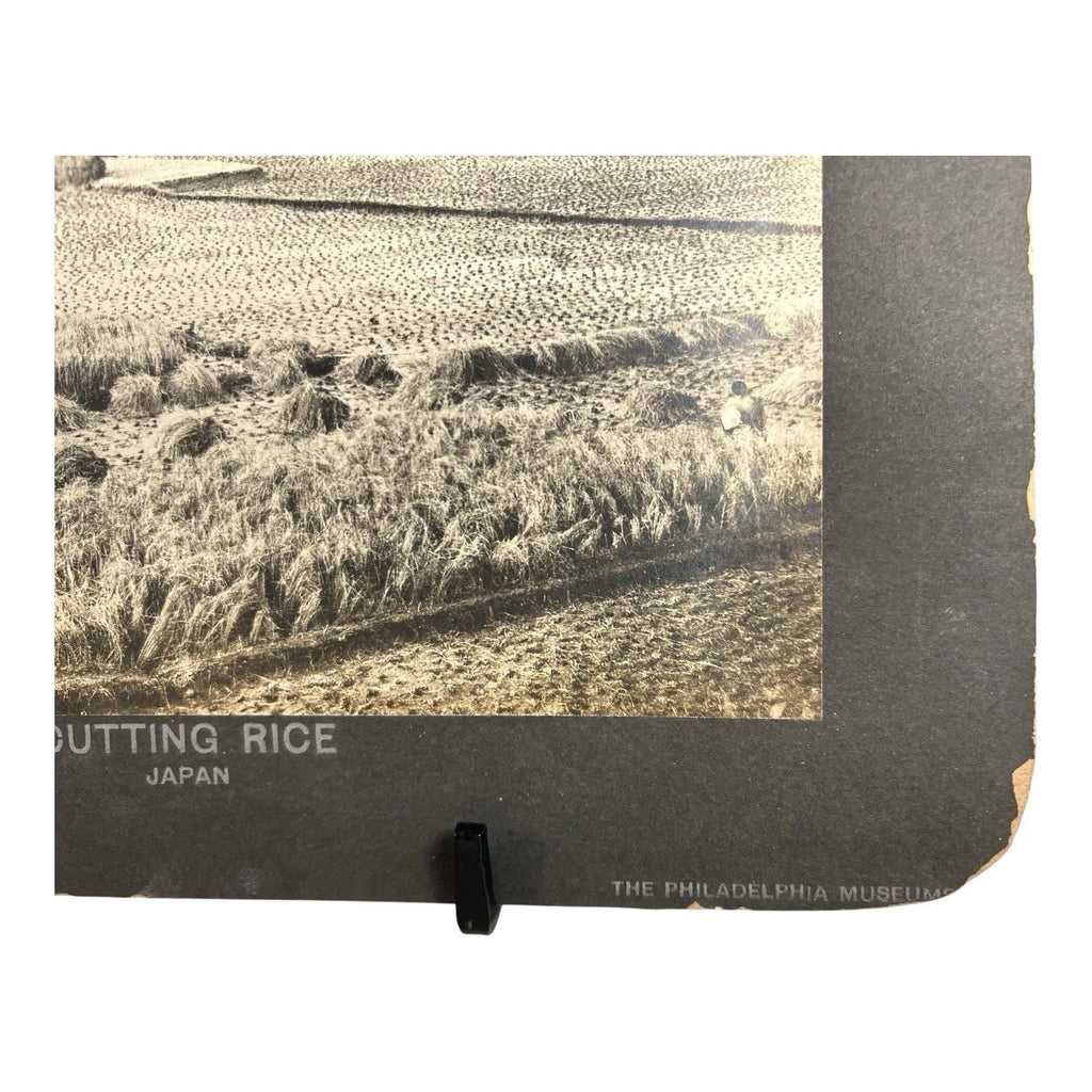 Antique Large Cabinet Card Early Photograph Cutting Rice Owned by Mike Wolfe