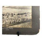 Antique Large Cabinet Card Early Photograph Cutting Rice Owned by Mike Wolfe