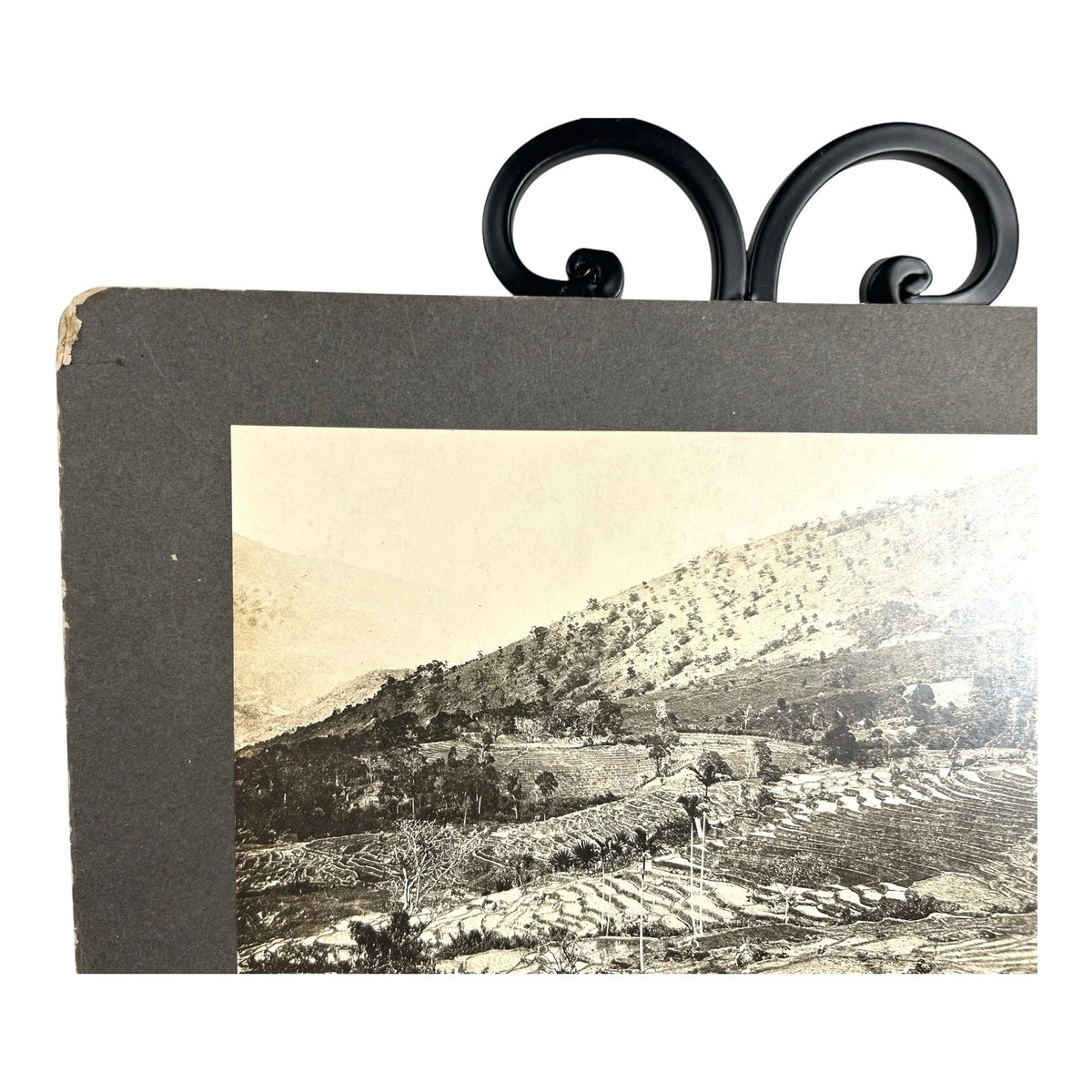 Antique Large Cabinet Card Early Photograph Paddy Fields Ceylon Owned Mike Wolfe