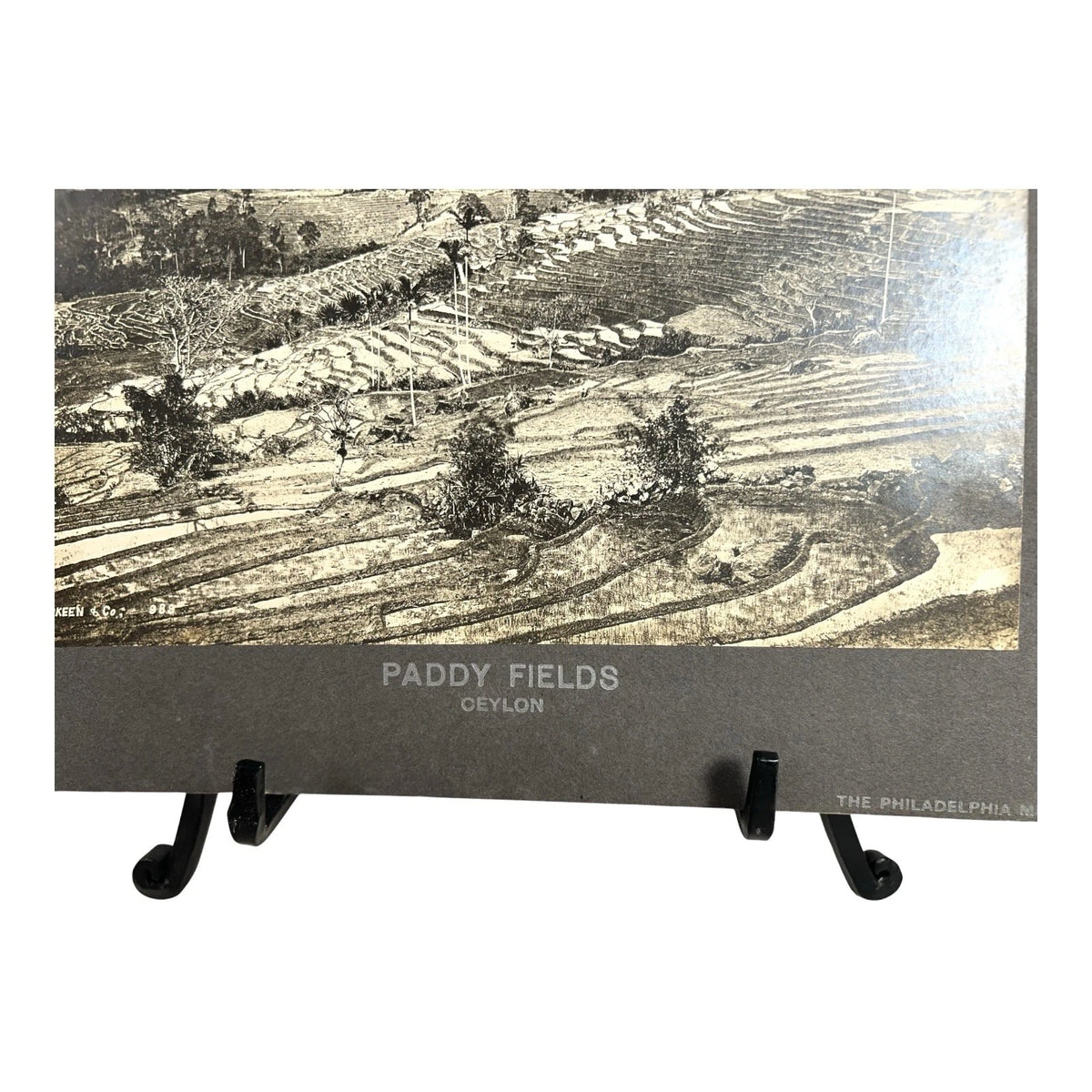 Antique Large Cabinet Card Early Photograph Paddy Fields Ceylon Owned Mike Wolfe