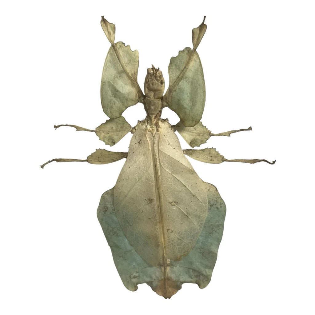 Vintage Mounted & Framed Moving Leaf Insect Phyllium Siccifolium Stair Galleries