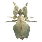 Vintage Mounted & Framed Moving Leaf Insect Phyllium Siccifolium Stair Galleries