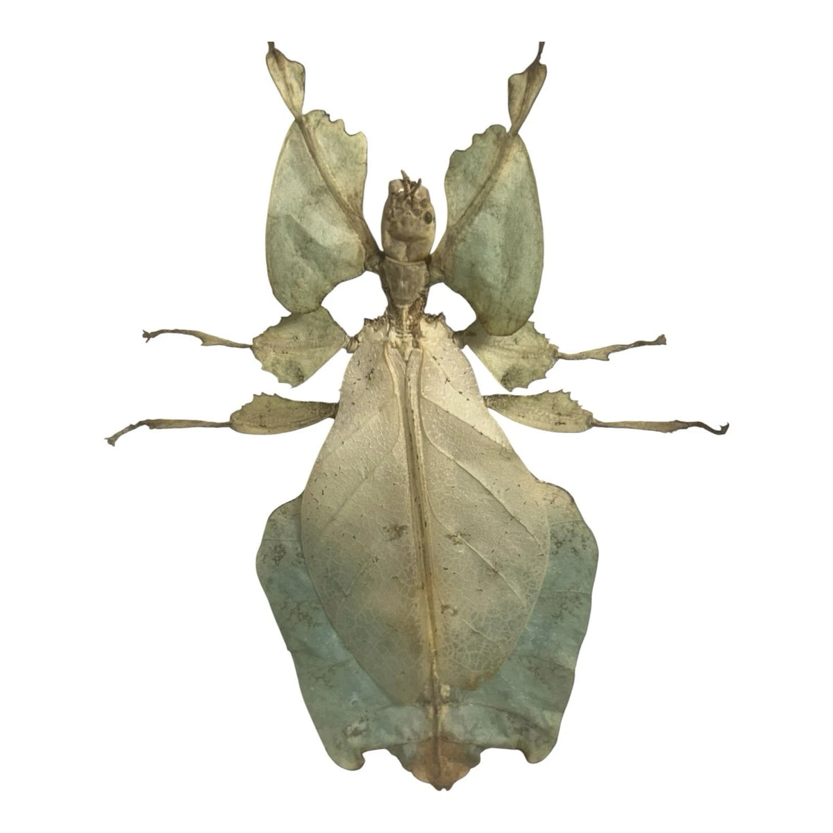 Vintage Mounted & Framed Moving Leaf Insect Phyllium Siccifolium Stair Galleries
