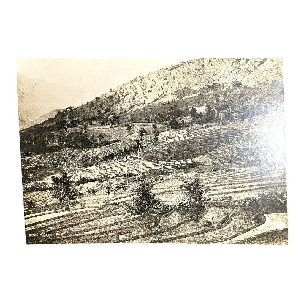 Antique Large Cabinet Card Early Photograph Paddy Fields Ceylon Owned Mike Wolfe