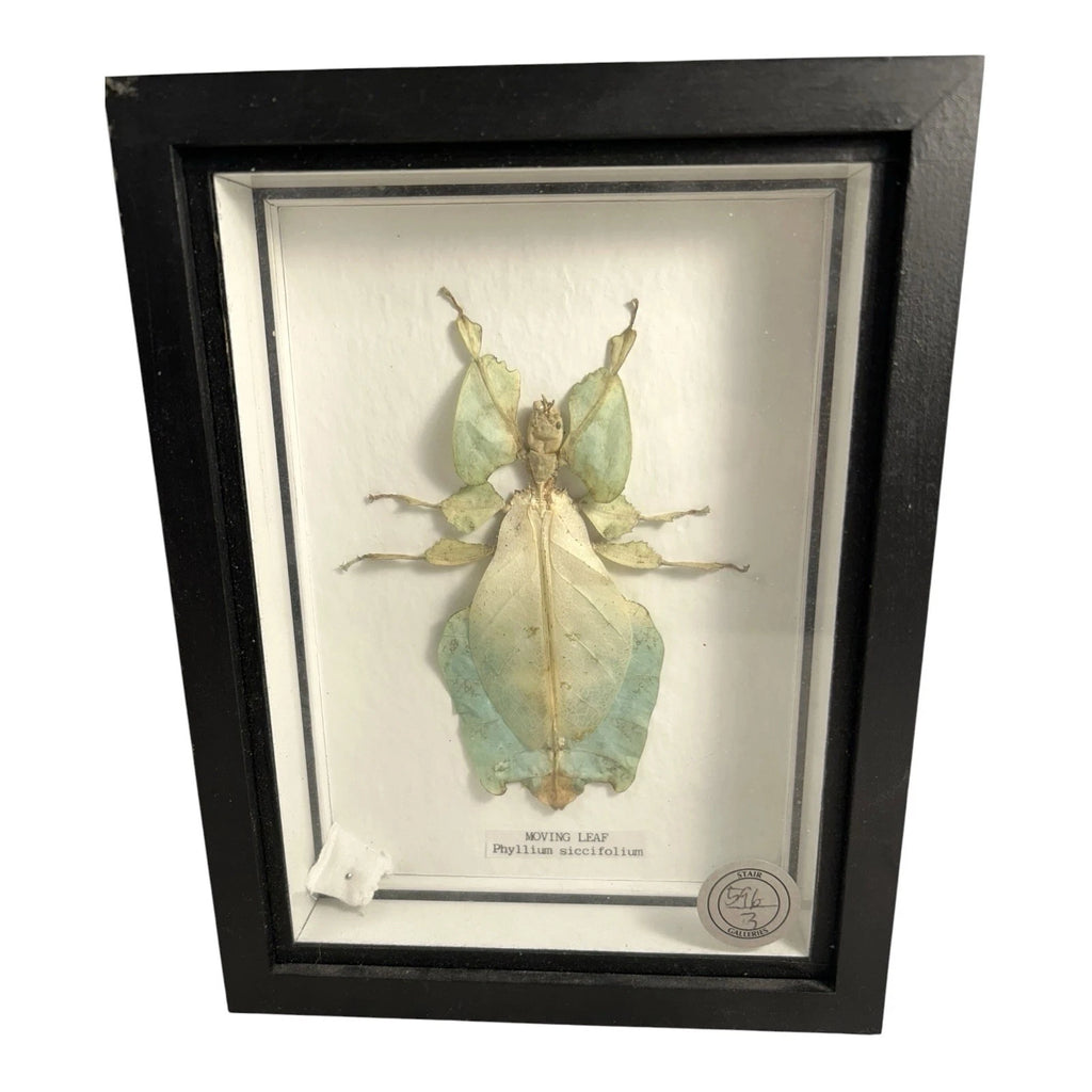 Vintage Mounted & Framed Moving Leaf Insect Phyllium Siccifolium Stair Galleries