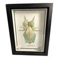 Vintage Mounted & Framed Moving Leaf Insect Phyllium Siccifolium Stair Galleries
