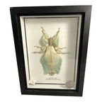 Vintage Mounted & Framed Moving Leaf Insect Phyllium Siccifolium Stair Galleries