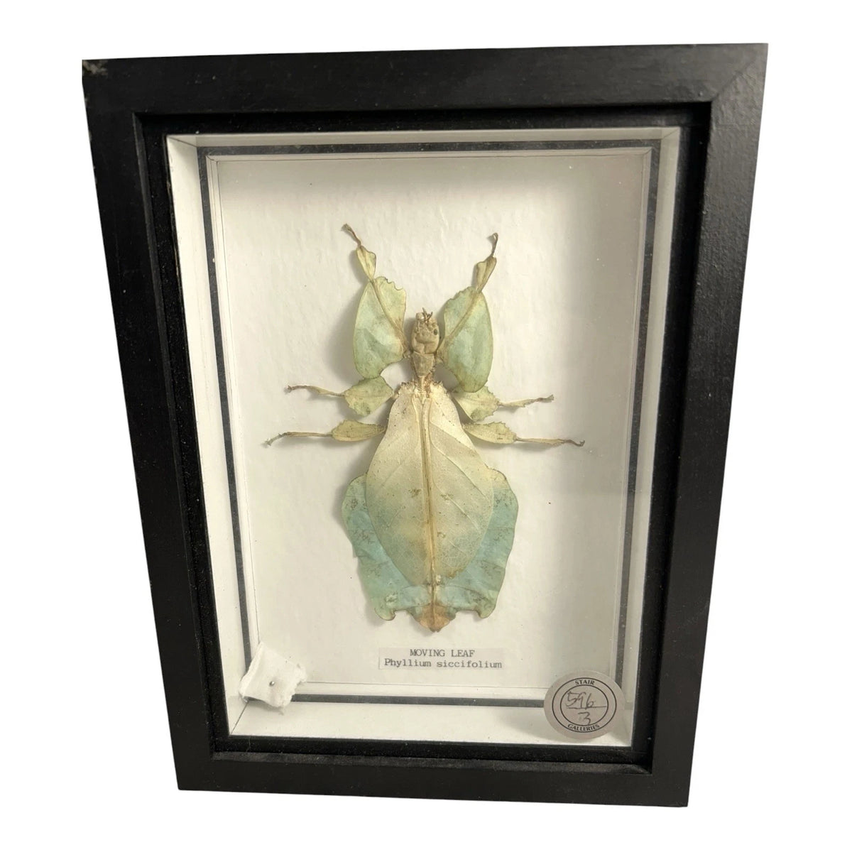Vintage Mounted & Framed Moving Leaf Insect Phyllium Siccifolium Stair Galleries