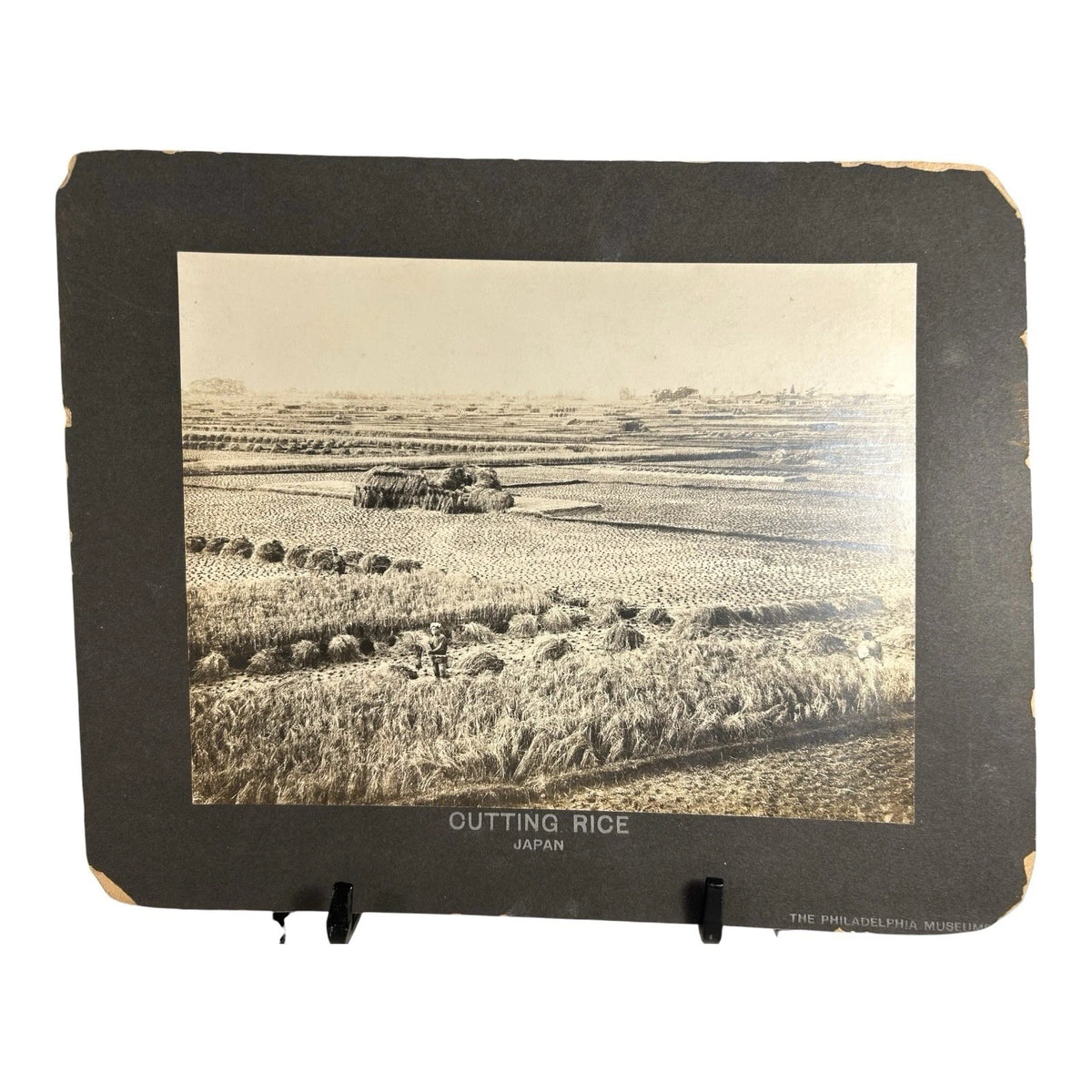 Antique Large Cabinet Card Early Photograph Cutting Rice Owned by Mike Wolfe