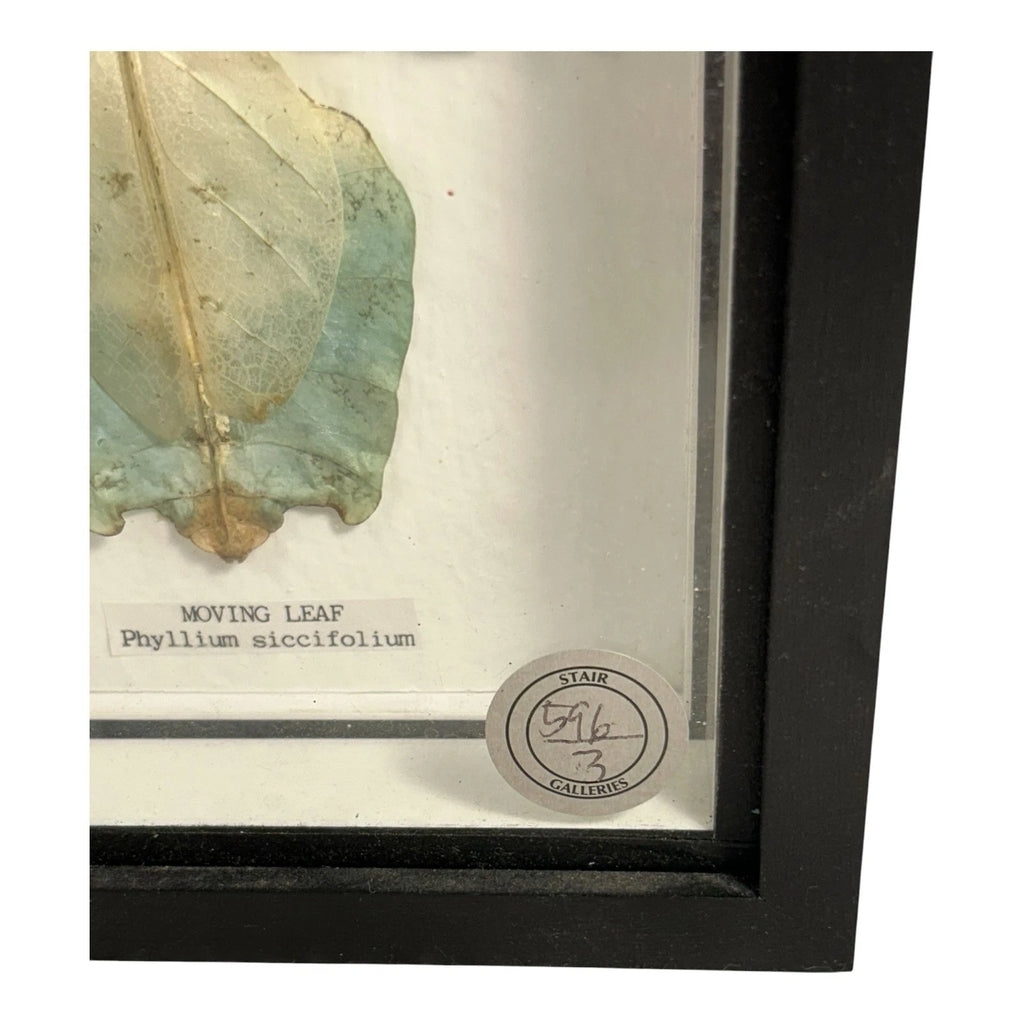 Vintage Mounted & Framed Moving Leaf Insect Phyllium Siccifolium Stair Galleries