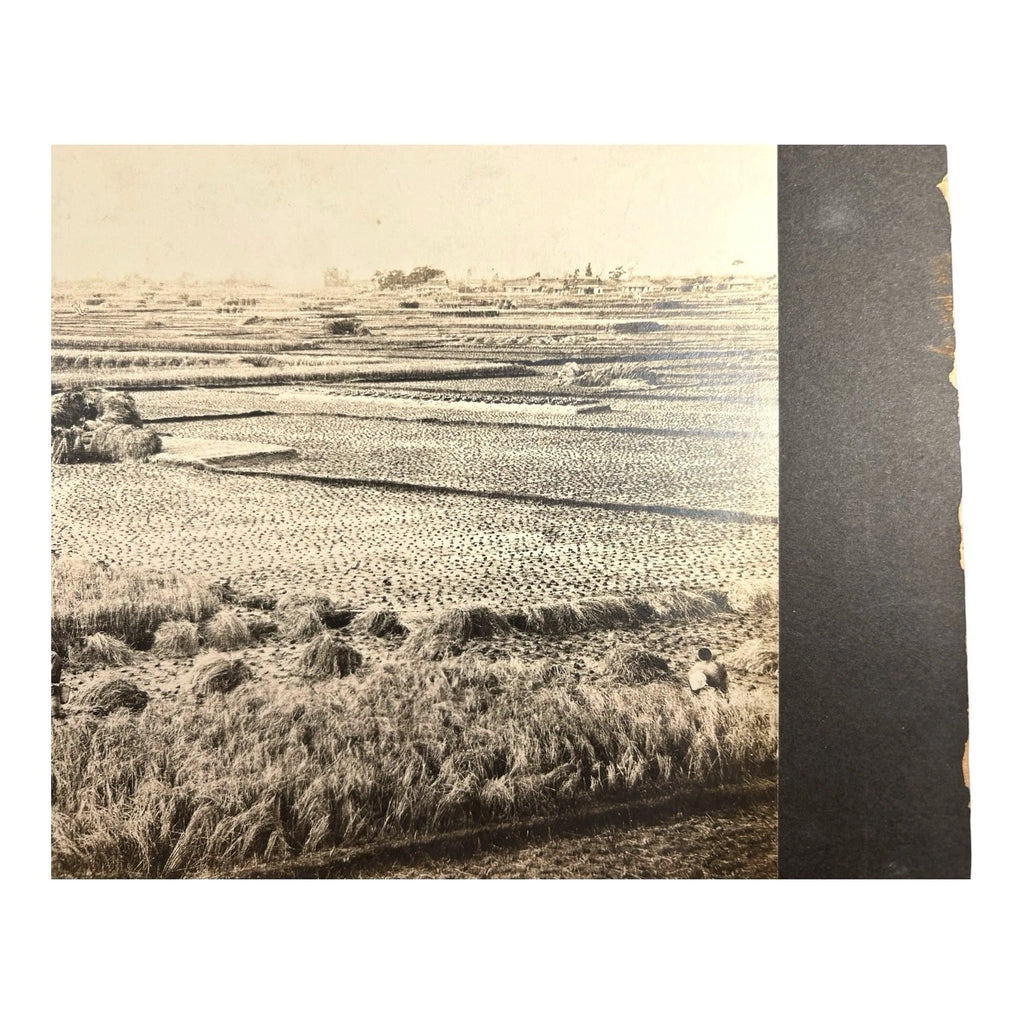 Antique Large Cabinet Card Early Photograph Cutting Rice Owned by Mike Wolfe