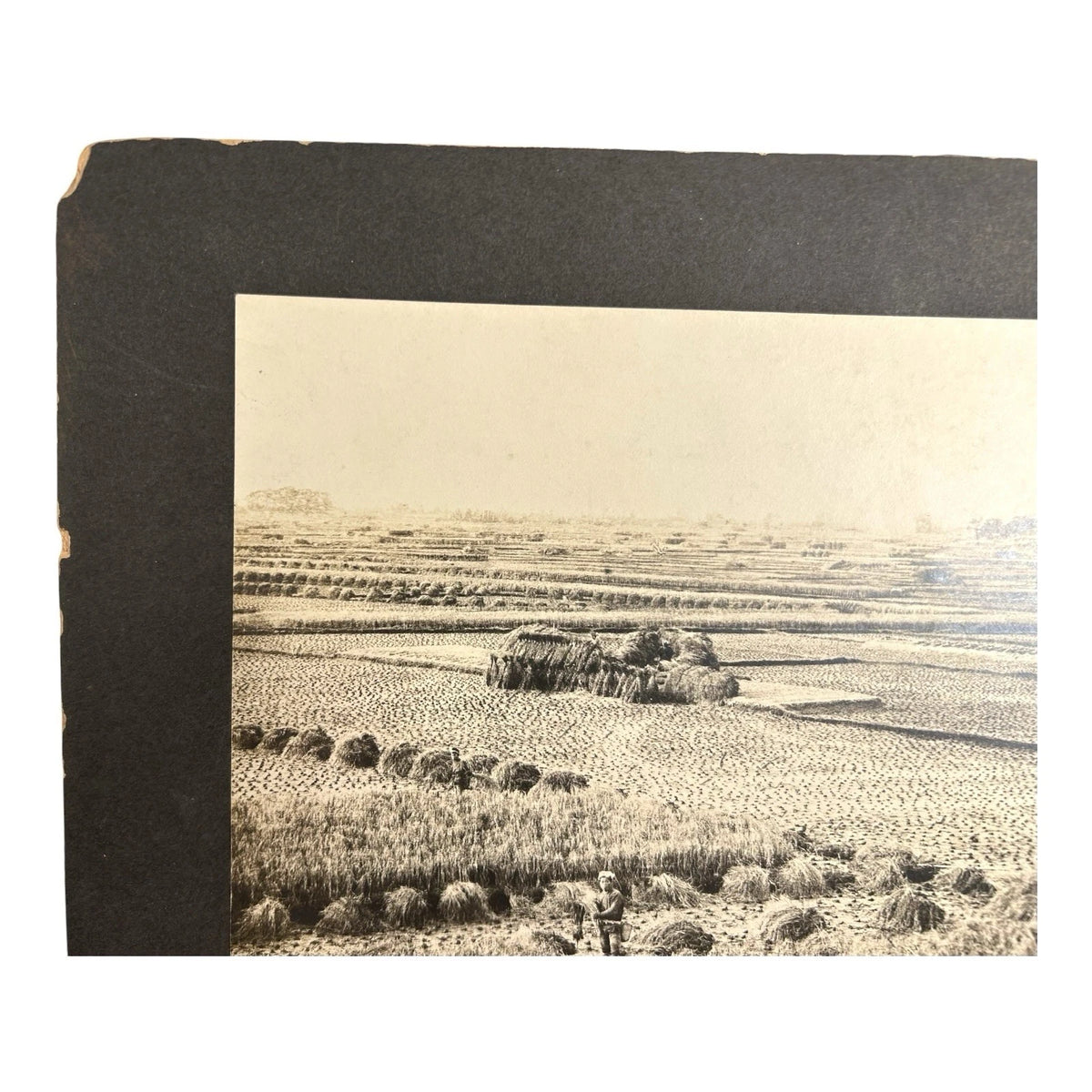 Antique Large Cabinet Card Early Photograph Cutting Rice Owned by Mike Wolfe