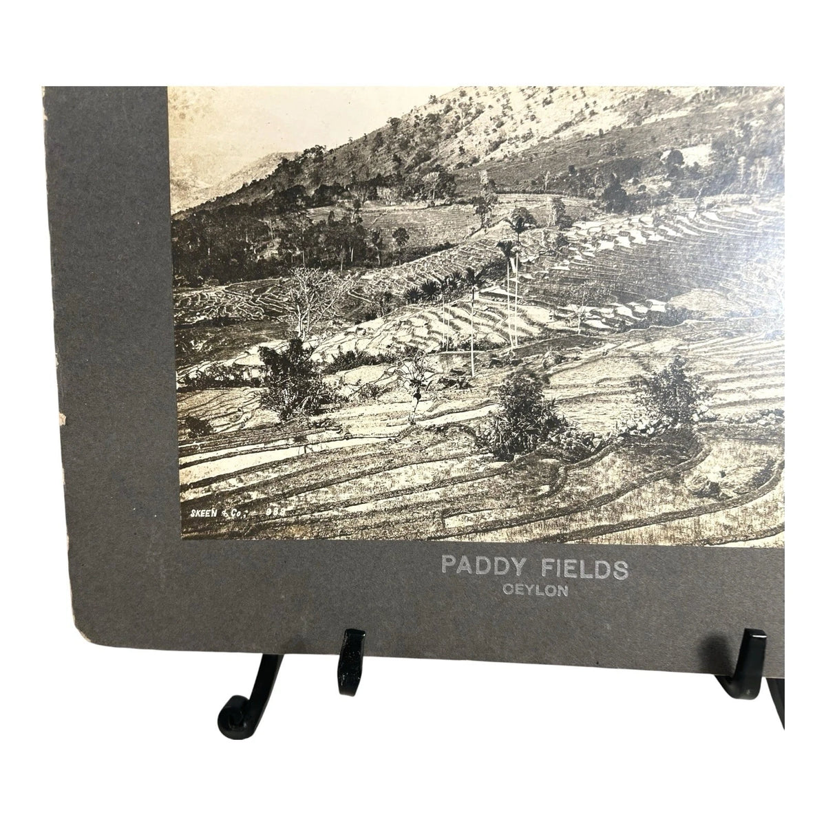 Antique Large Cabinet Card Early Photograph Paddy Fields Ceylon Owned Mike Wolfe