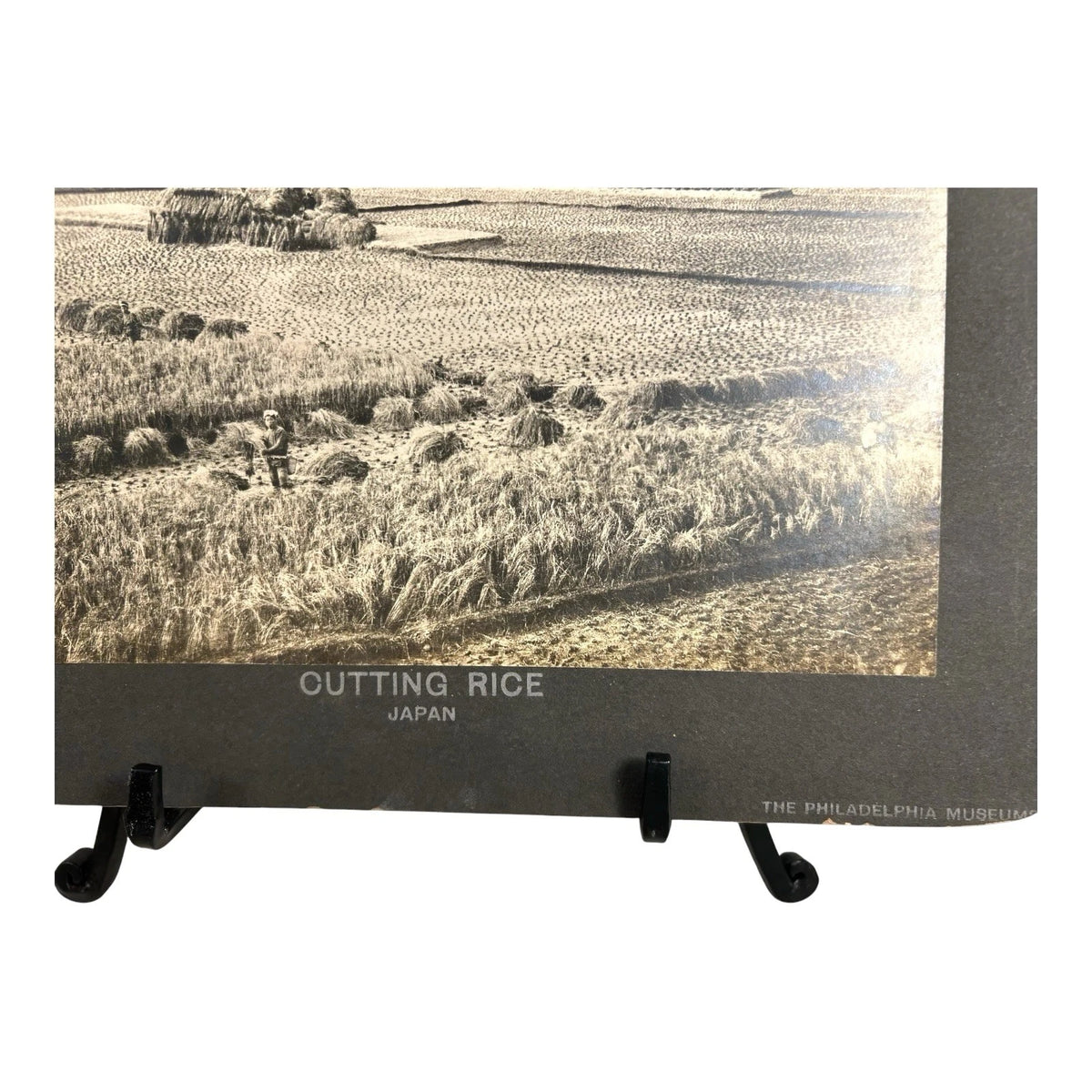 Antique Large Cabinet Card Early Photograph Cutting Rice Owned by Mike Wolfe