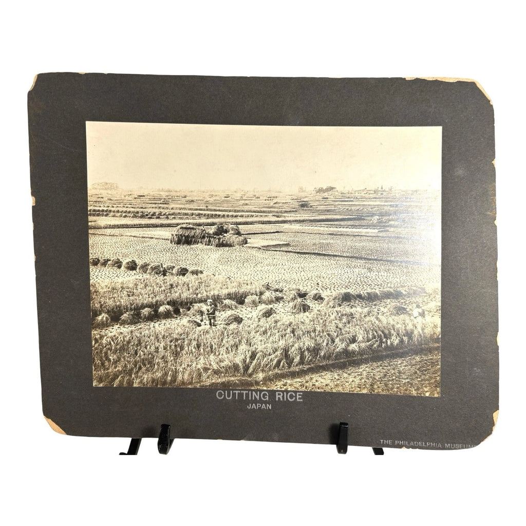 Antique Large Cabinet Card Early Photograph Cutting Rice Owned by Mike Wolfe