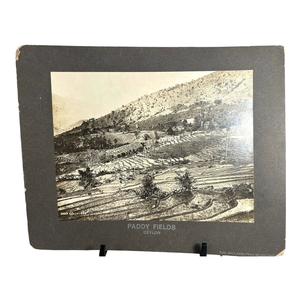 Antique Large Cabinet Card Early Photograph Paddy Fields Ceylon Owned Mike Wolfe