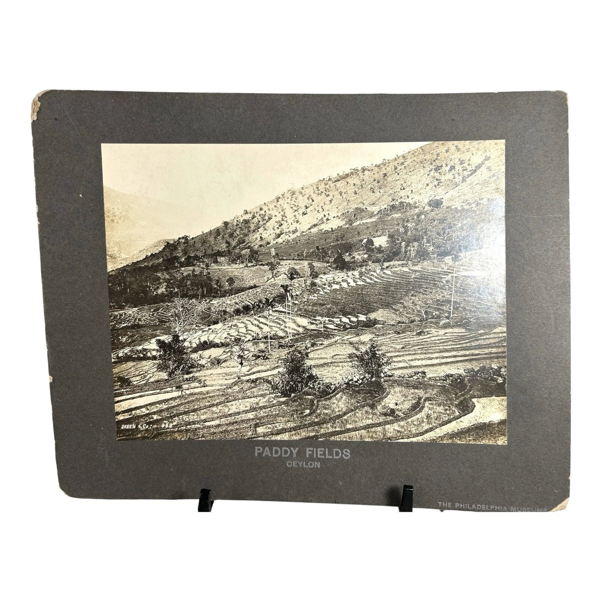 Antique Large Cabinet Card Early Photograph Paddy Fields Ceylon Owned Mike Wolfe