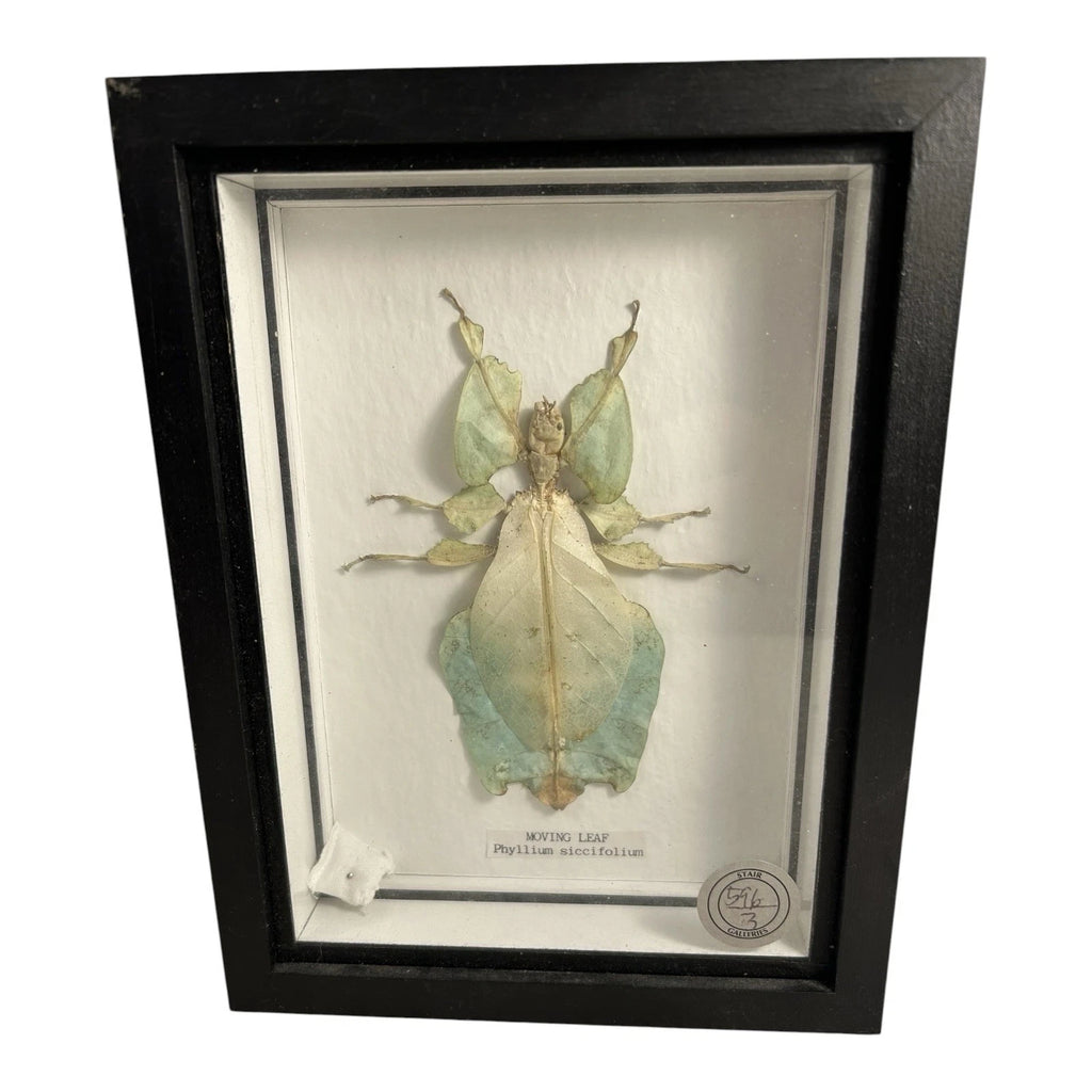 Vintage Mounted & Framed Moving Leaf Insect Phyllium Siccifolium Stair Galleries