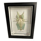 Vintage Mounted & Framed Moving Leaf Insect Phyllium Siccifolium Stair Galleries